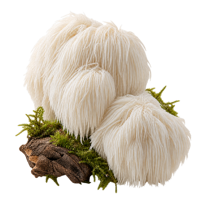 Lion's Mane